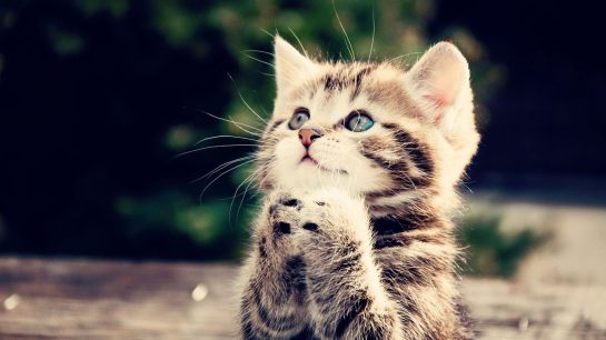 Cute-kitten-praying